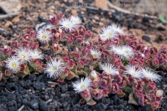cache/Bildergalerien//Kanarische Inseln und Madeira/Pflanzen/Mittagsblume-Kristall-1_Mesembryanthemum-crystalinum.jpg